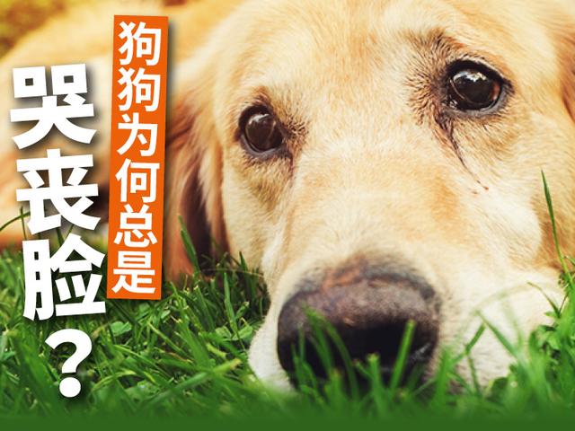 狗狗为何总是哭丧脸?4大原因你要知