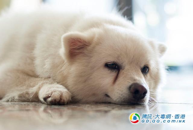 狗狗为何总是哭丧脸?4大原因你要知