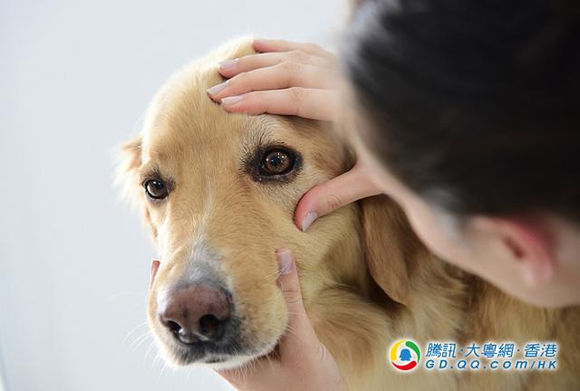 狗狗为何总是哭丧脸?4大原因你要知