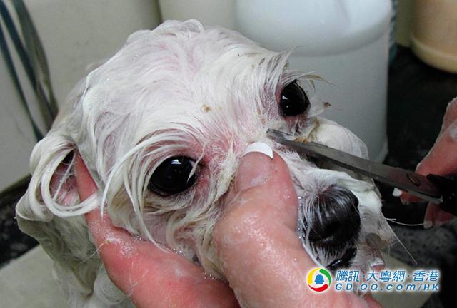 狗狗为何总是哭丧脸?4大原因你要知