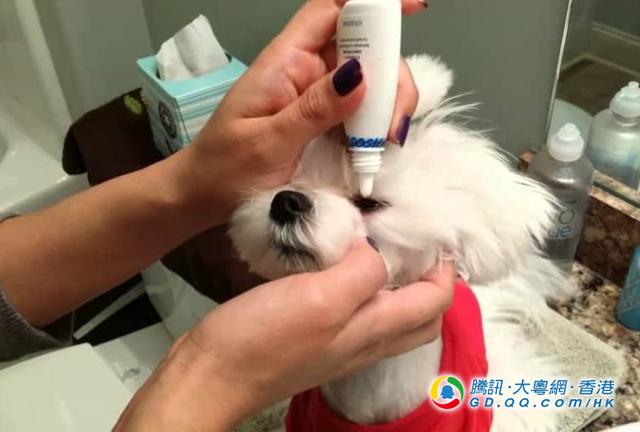 狗狗为何总是哭丧脸?4大原因你要知