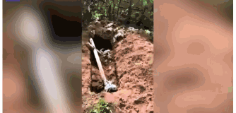 俄罗斯一公墓遭野生棕熊洗劫 至少20具遗体被吃掉