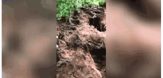 俄罗斯一公墓遭野生棕熊洗劫 至少20具遗体被吃掉