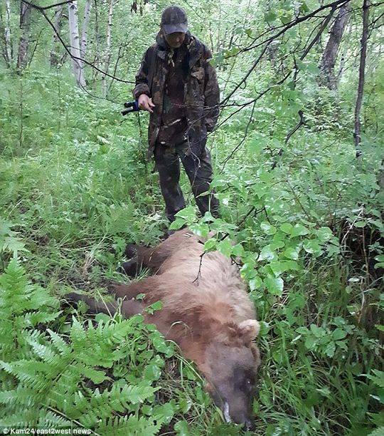 俄罗斯一公墓遭野生棕熊洗劫 至少20具遗体被吃掉