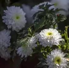 乡村墓地使用权的自治性及突破