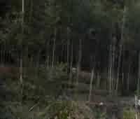 中国本土定期斋戒与佛教“布萨”制度根本性差别辨析