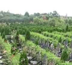 陵园绿化配置与维护探析