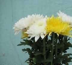 佛教“宗教板依”的信仰化书写