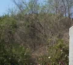 生态园林理论的运用