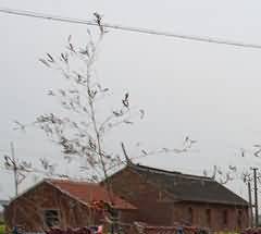 美国、日本殡葬服务业立法对我国的启示