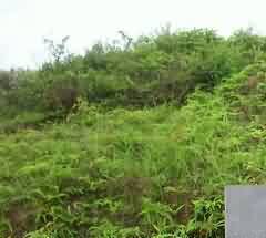 德州市民间葬礼音乐的内容