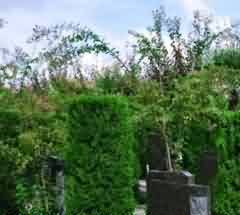 社会整合的实现