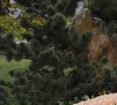 现代技术遵循民俗