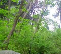 仪式中使用的乐器