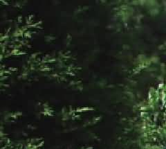 仪式中的活动主体