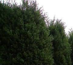 58.jpg