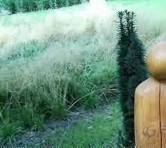 磐在现代祭祀活动中的运用